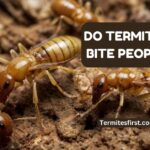Do termites bite people
