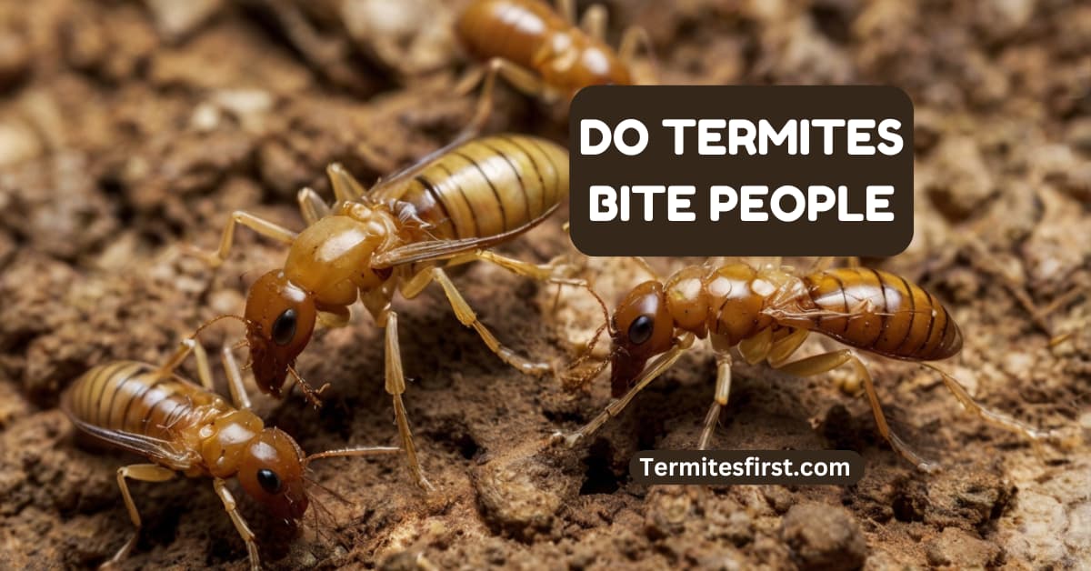 Do termites bite people