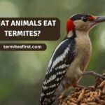 What animals eat termites