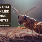 Bugs that look like flying termites