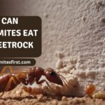 Can termites eat sheetrock