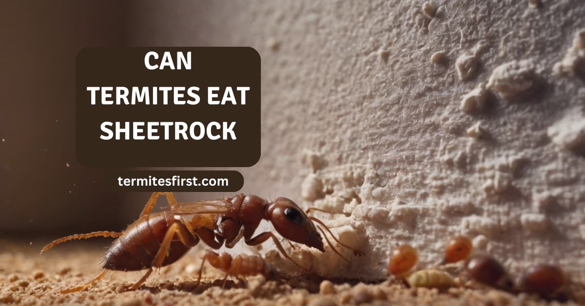 Can termites eat sheetrock