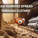 can termites spread through clothes