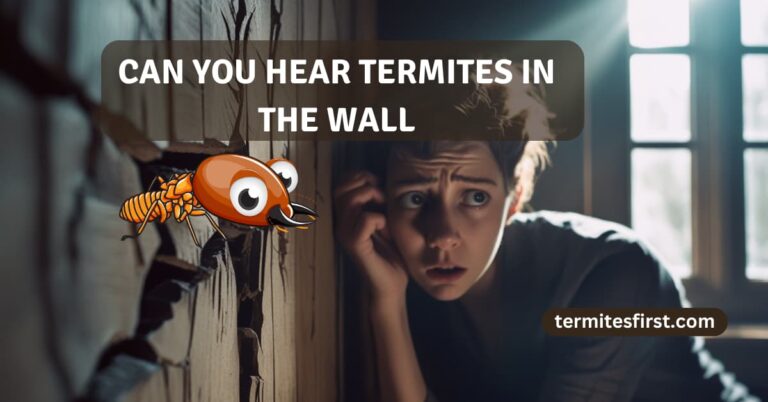 can you hear termites in the wall