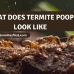 what does termite poop look like