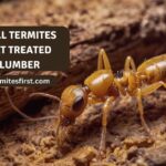 Will termites eat treated lumber