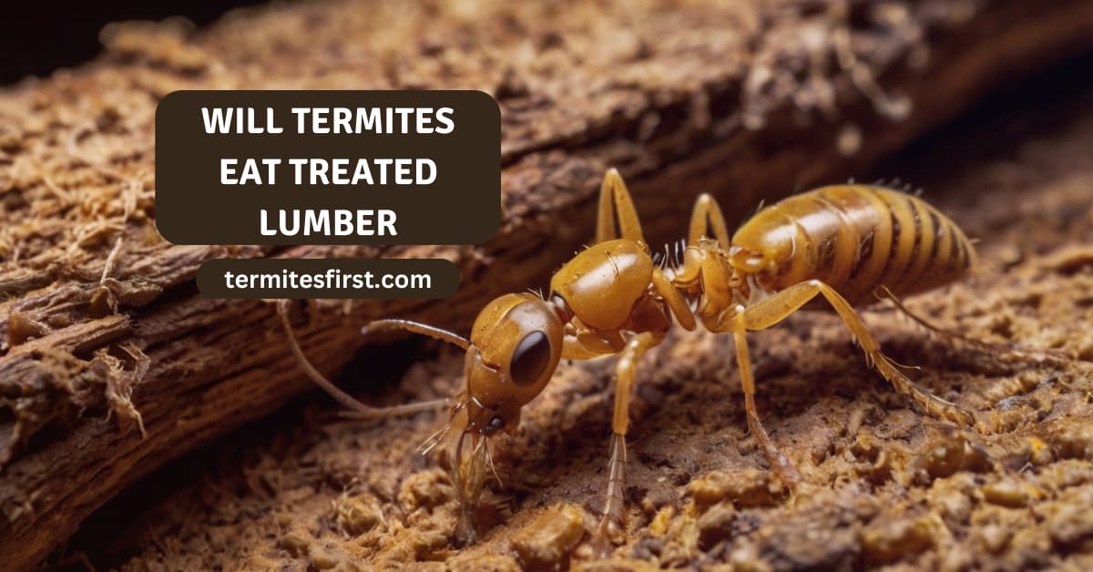 Will termites eat treated lumber