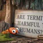 Are termites harmful to humans